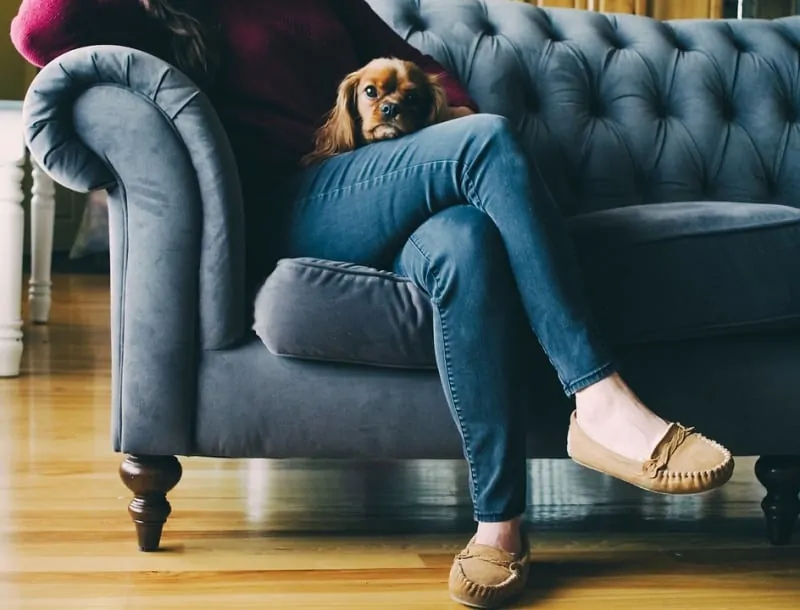 Cheap new years eve idea: stay home with your dog | Swoosh Finance