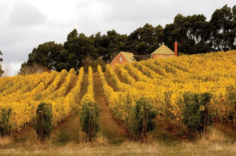 the yellow vines of piper's River Region, Tasmania