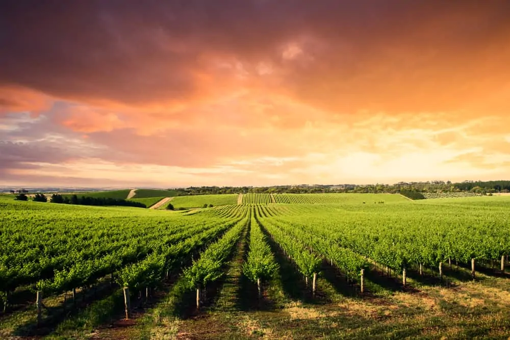 Barossa Valley vineyard