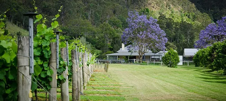 Grape vine and farmhouse with jacarandas