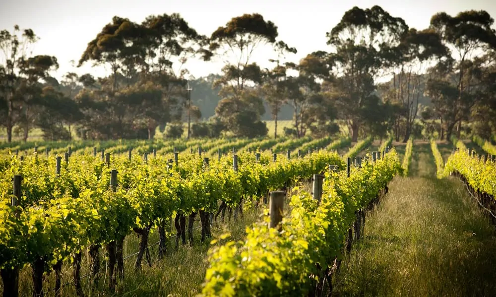 vineyards in front of Australian eucalyptus