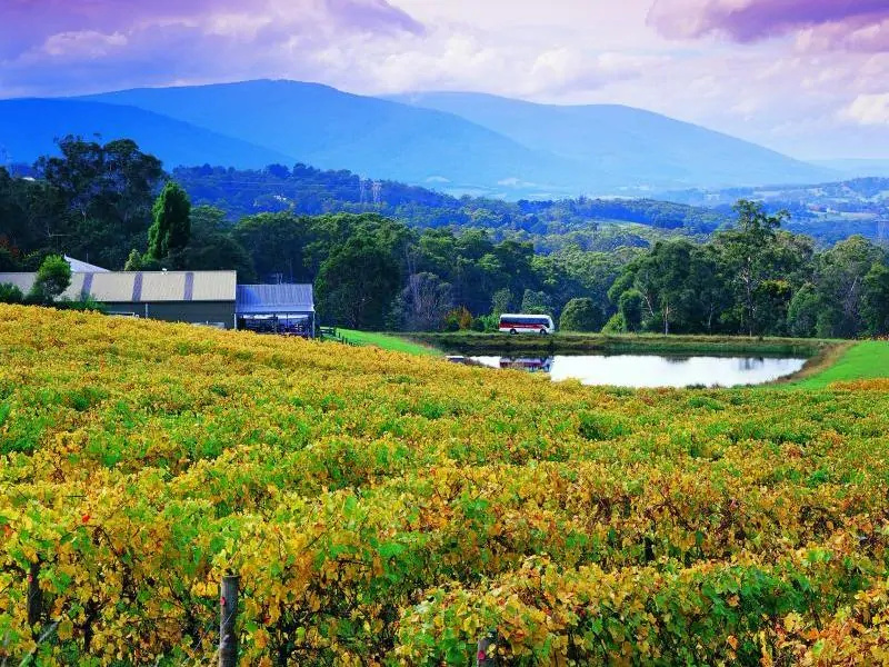 vineyards against blue mountains