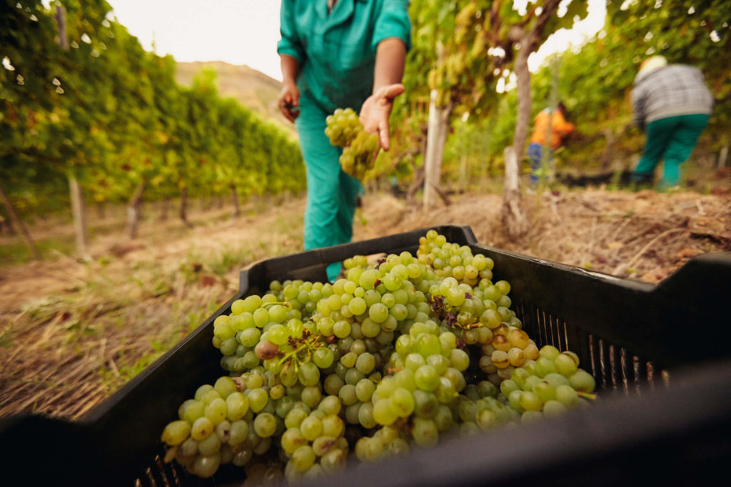 Fruit picking jobs swoosh finance