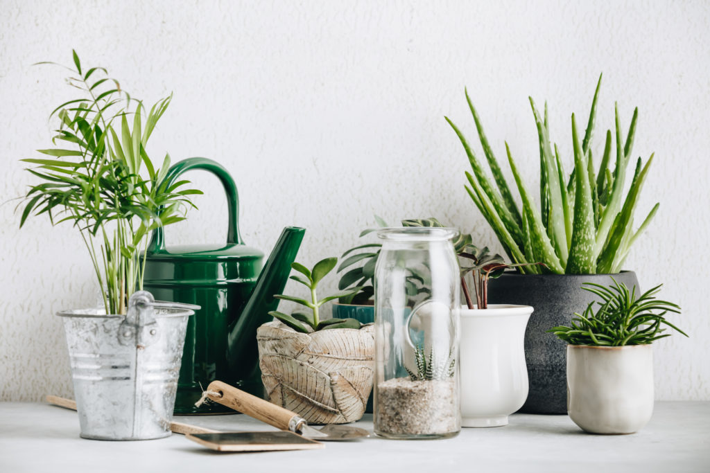 Home decorating ideas on a budget: decorate with plants