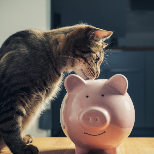 Cost of Pets | Swoosh Finance