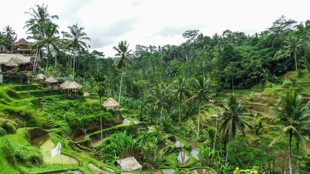 Tropical green pastures of Bali | Swoosh Finance