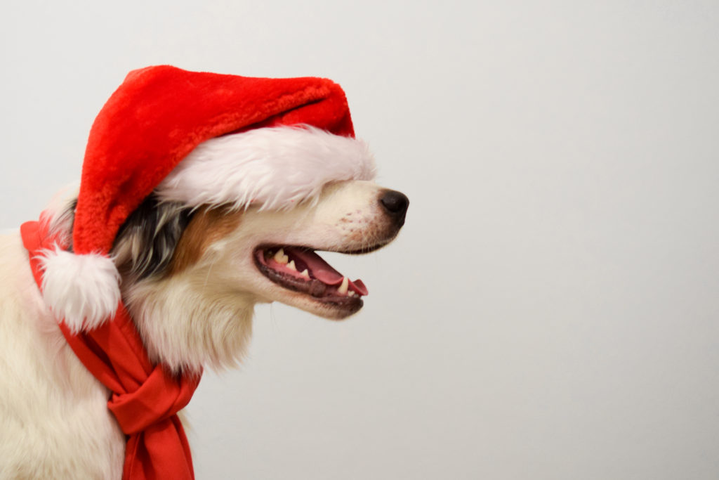 santa hat on a dog | Swoosh Finance