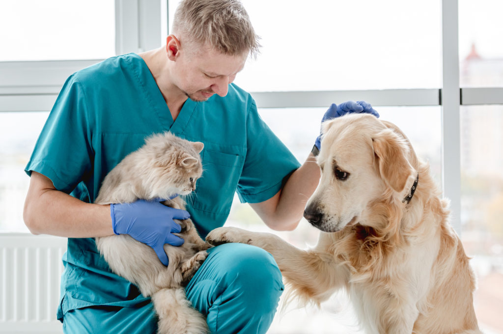 Charity and not for profit help with vet bills | Swoosh Finance | Swoosh Finance