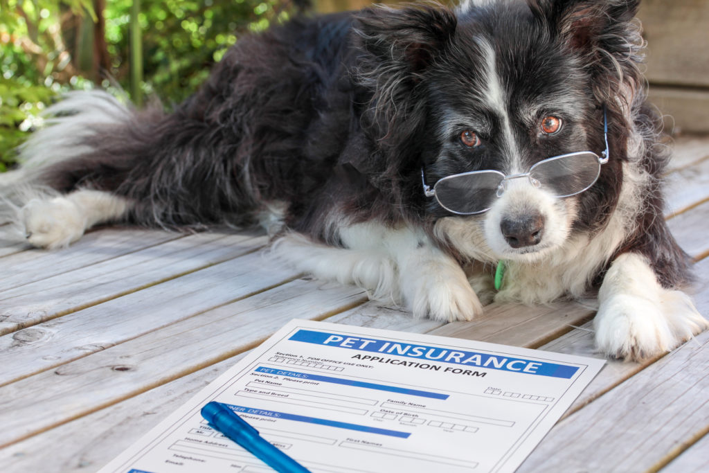 Pet insurance | Swoosh Finance