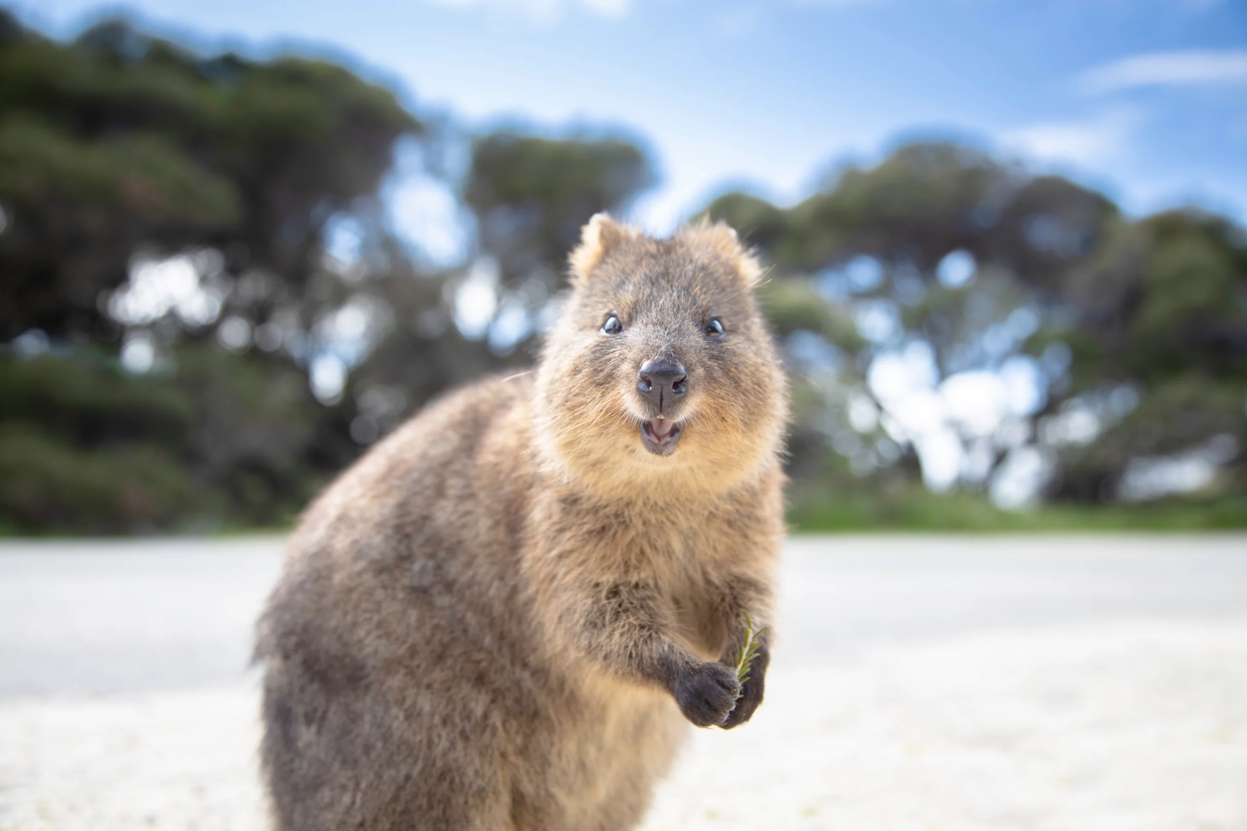 where to go for a long weekend; Rottnest Island | Swoosh Finance