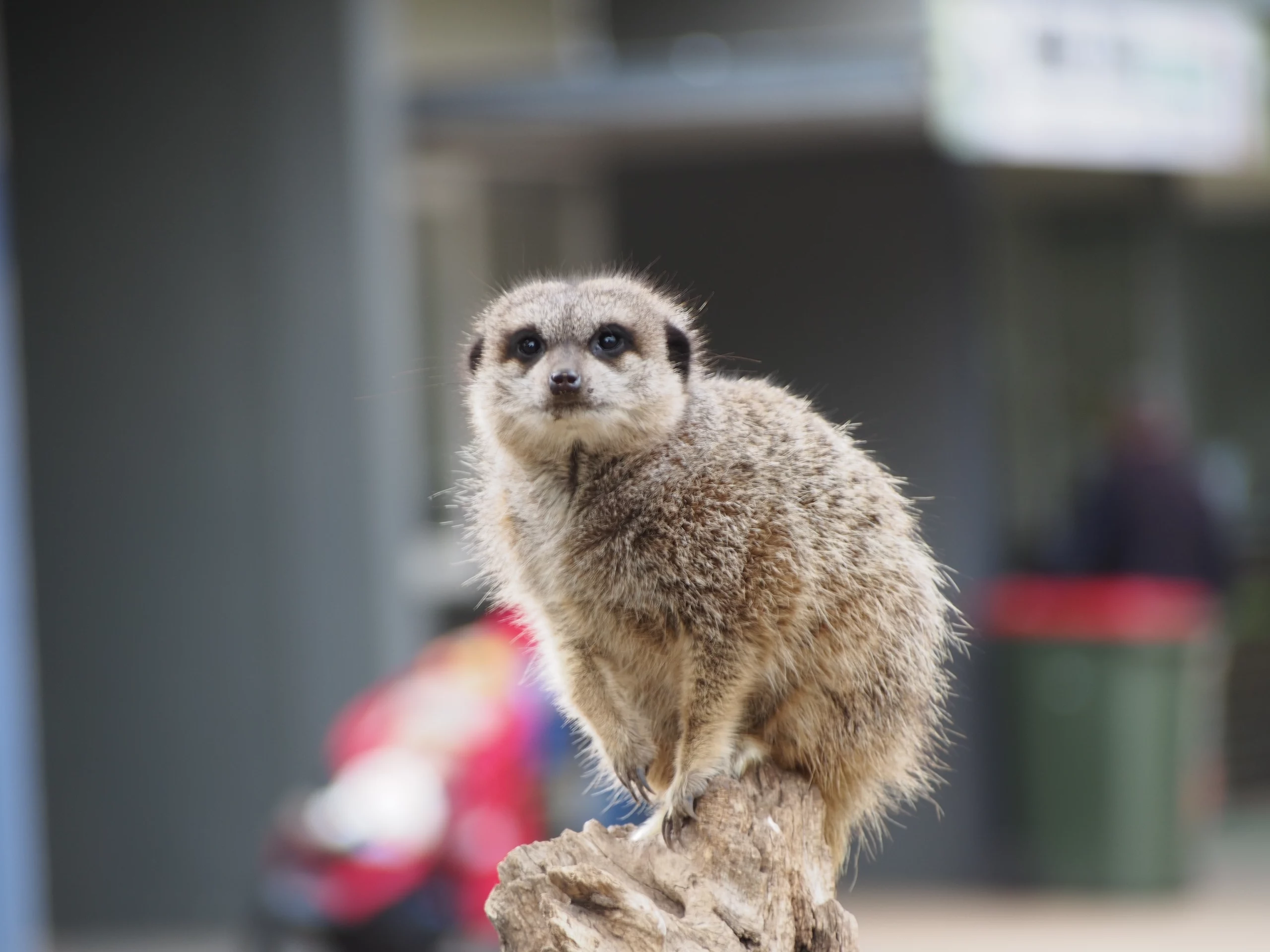 cheap things to do in Melbourne; melbourne zoo | Swoosh Finance 