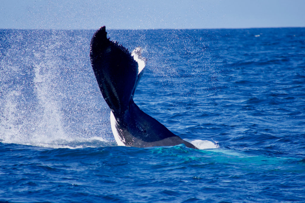 Free Gold Coast activity: whale watching | Swoosh Finance