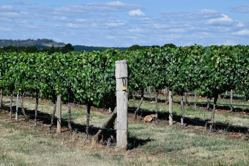 Vineyard in Orange, NSW