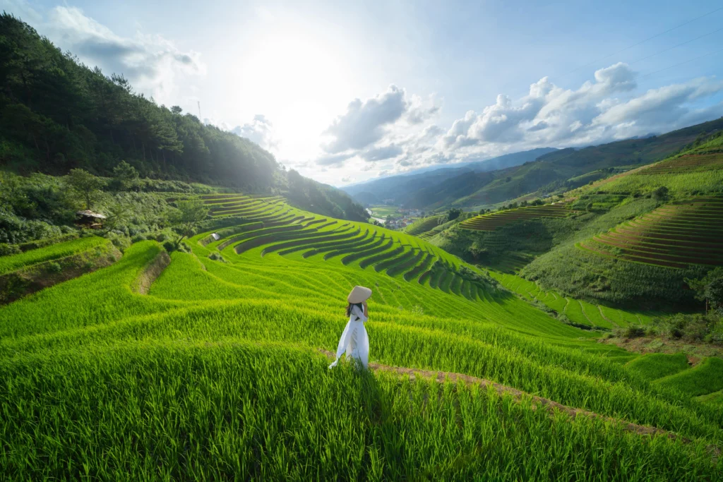 Terraces in hilly Vietnam