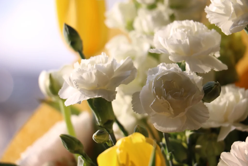 close-up image of white carnations