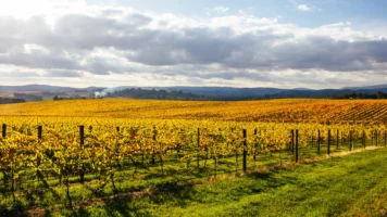 vineyards against blue mountains; Australia's Best Wine Regions | Swoosh Finance