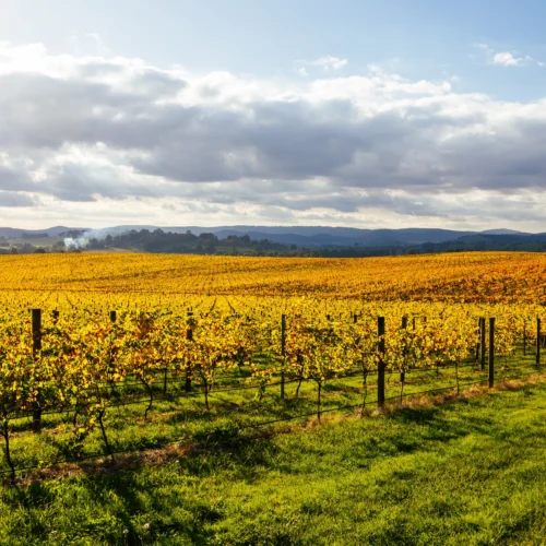 vineyards against blue mountains; Australia's Best Wine Regions | Swoosh Finance