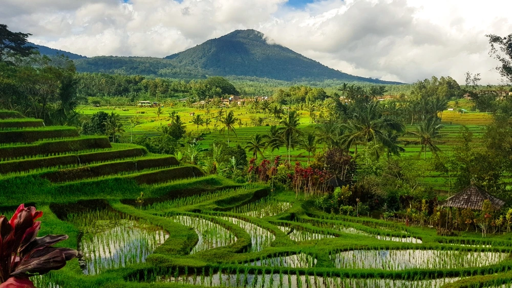Rice Fields in Bali