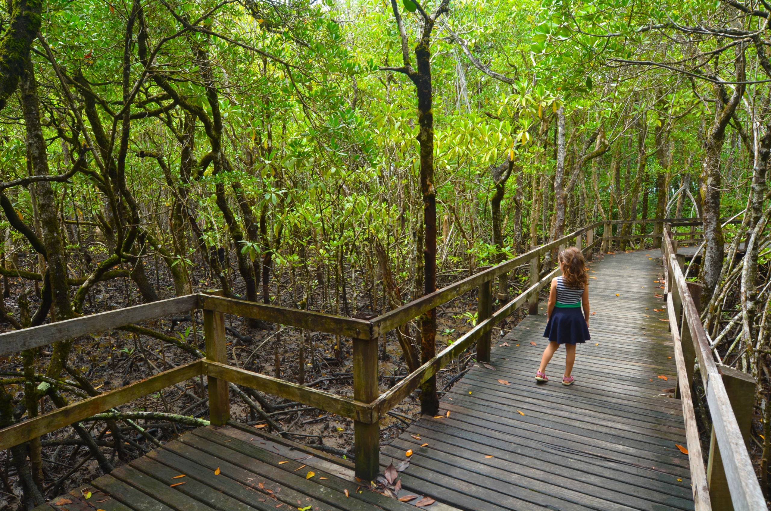 A little girl walks along a boardwalk through the Daintree rainforest