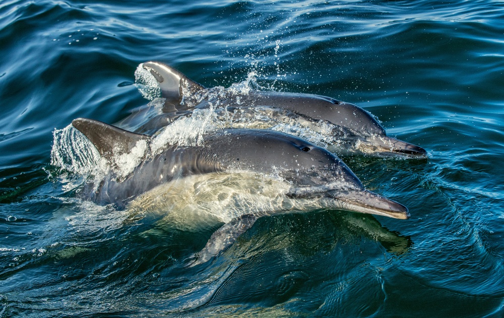 Dolphins spotted at Adelaide Dolphin Sanctuary