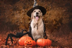 halloween in australia