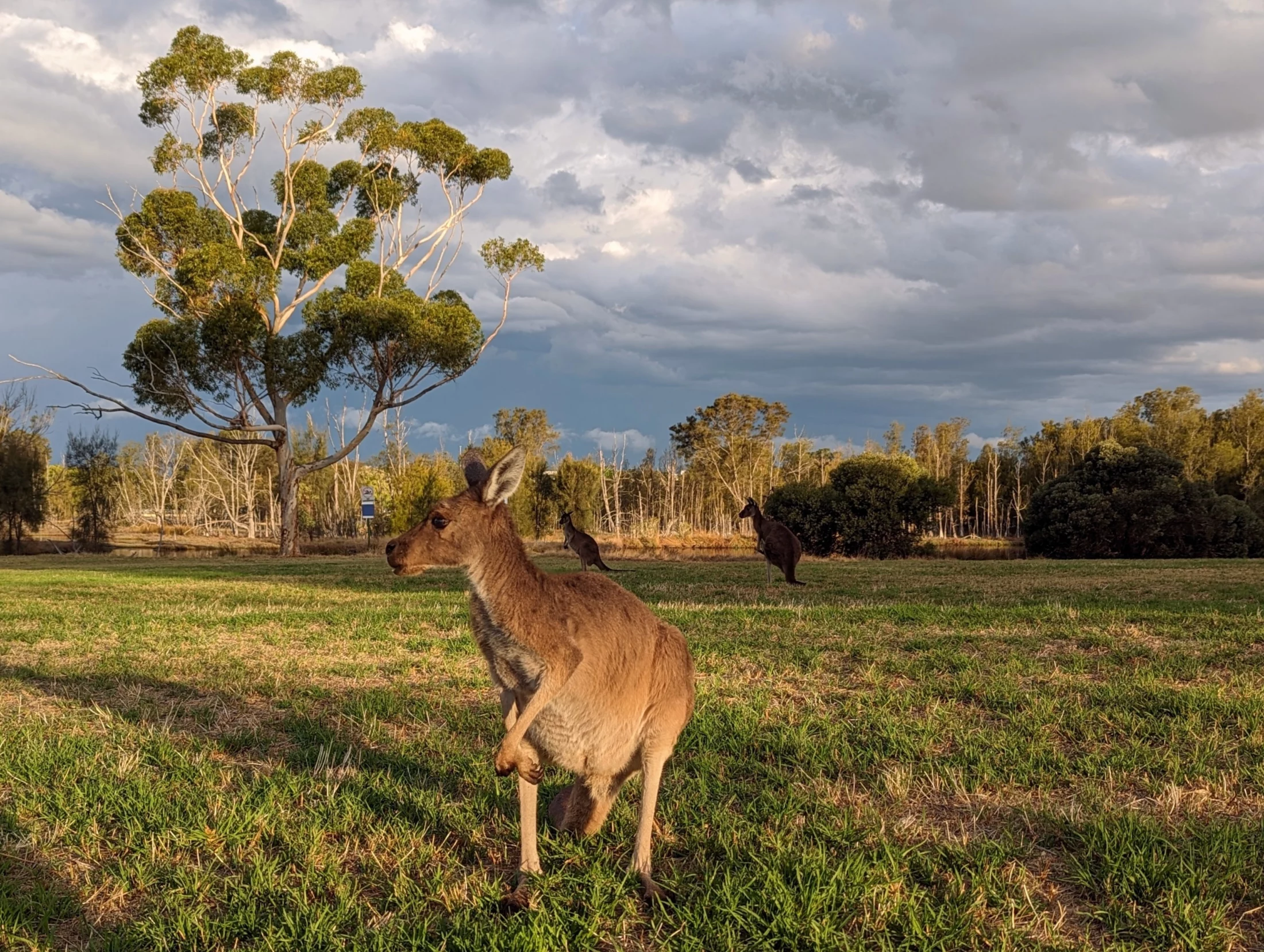 Kangroos on Heirisson Island