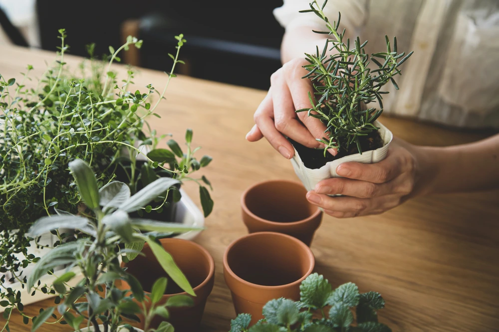 Woman making a herb garden for a Valentine's day gift idea