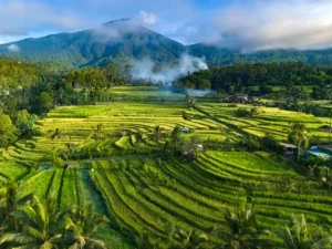 Rice Fields in Indonesia, the top destination for Australians to visit