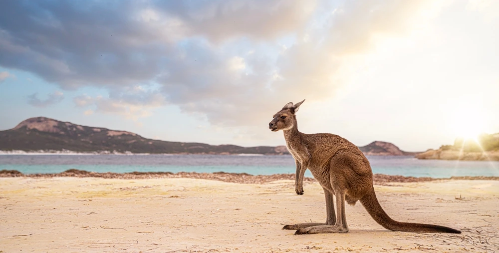 Kangaroo on Kangaroo Island beach in South Australia