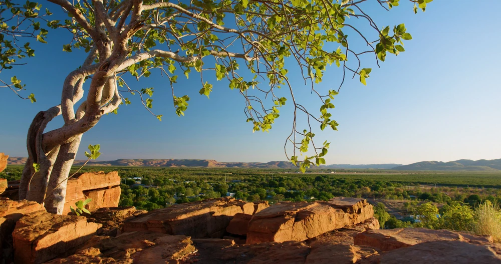 Unique twisting tree and bushland in Kununurra, Western Australia