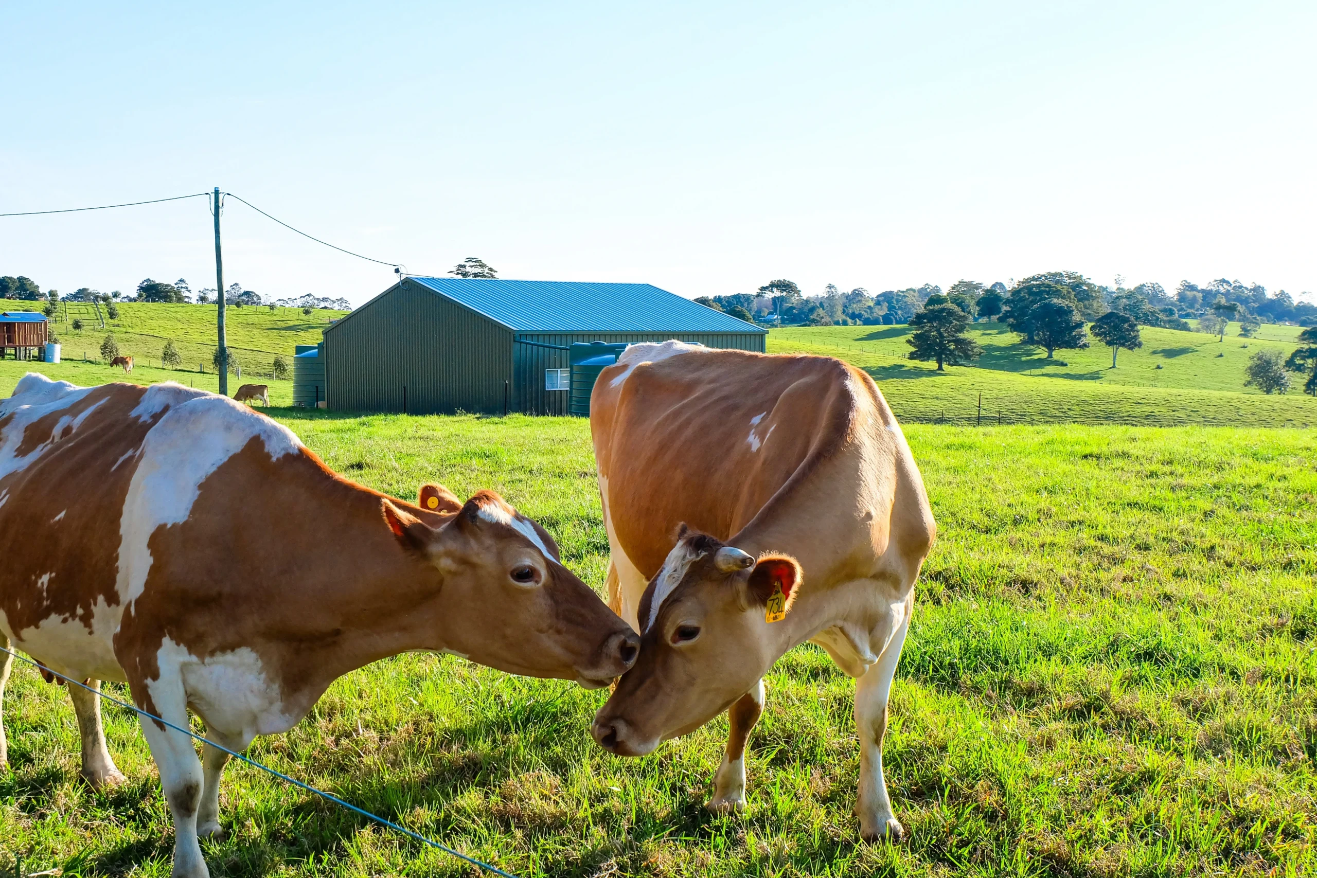 Two dairy cows on a lush green field in Maleny