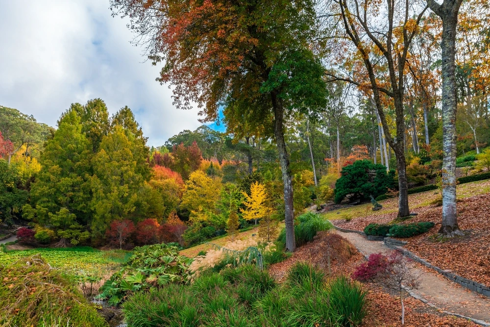 Mt Lofty National Park with green, orange and yellow trees | Swoosh Finance