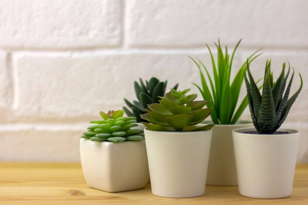 Potted succulents as an inexpensie Valentine's Day gift idea