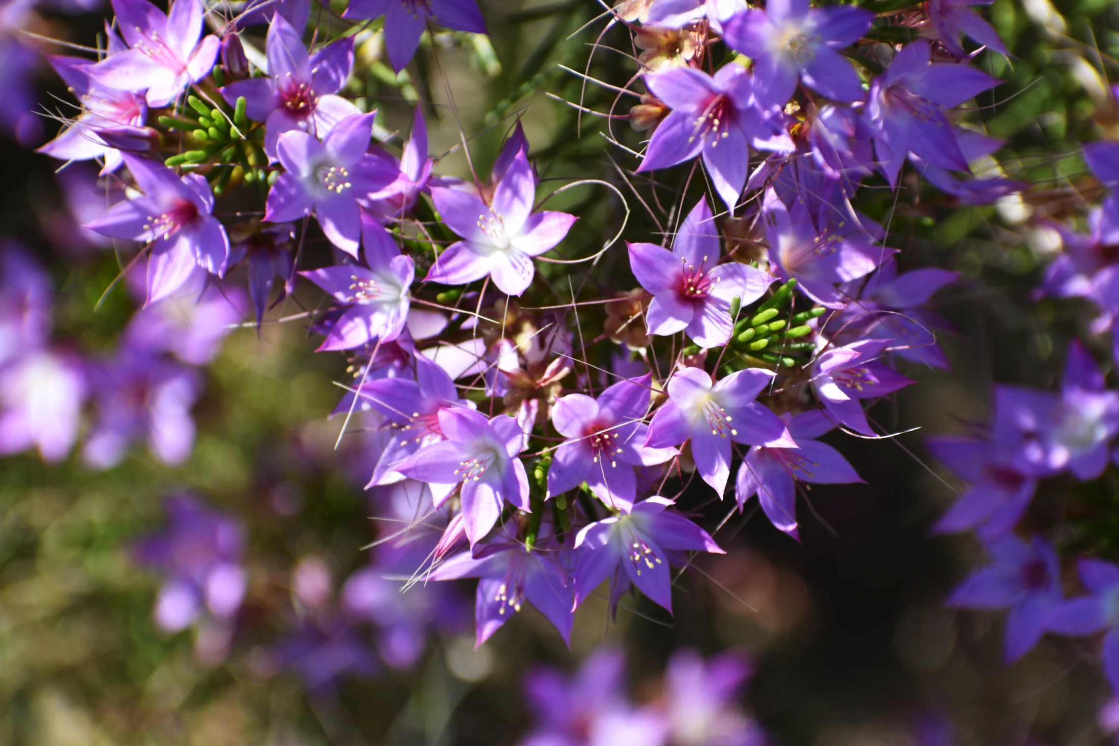 purple wildflowers in Perth