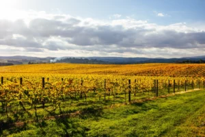 vineyards against blue mountains; Australia's Best Wine Regions