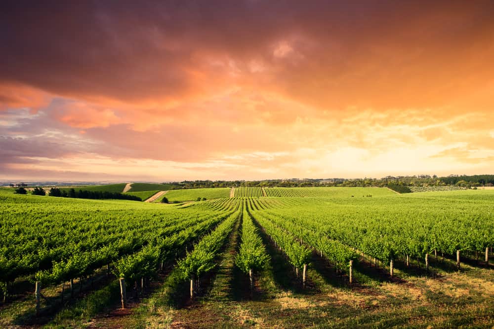 Barossa Valley vineyard in South Australia's wine region