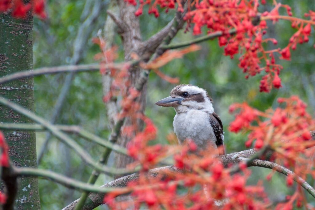 Kookaburra in Tamborine Mountain Botanic Gardens