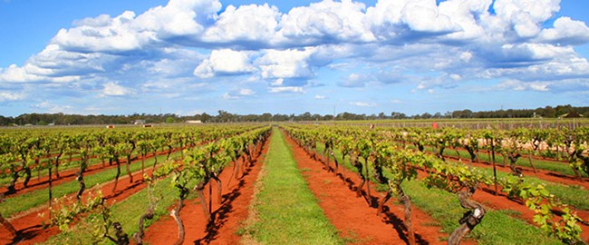 red dirt of the Coonawarra in South Australia's wine region