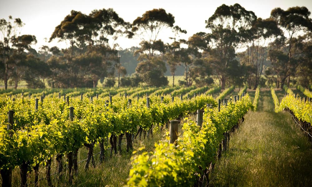 vineyards in front of Australian eucalyptus in Western Australia's wine regions
