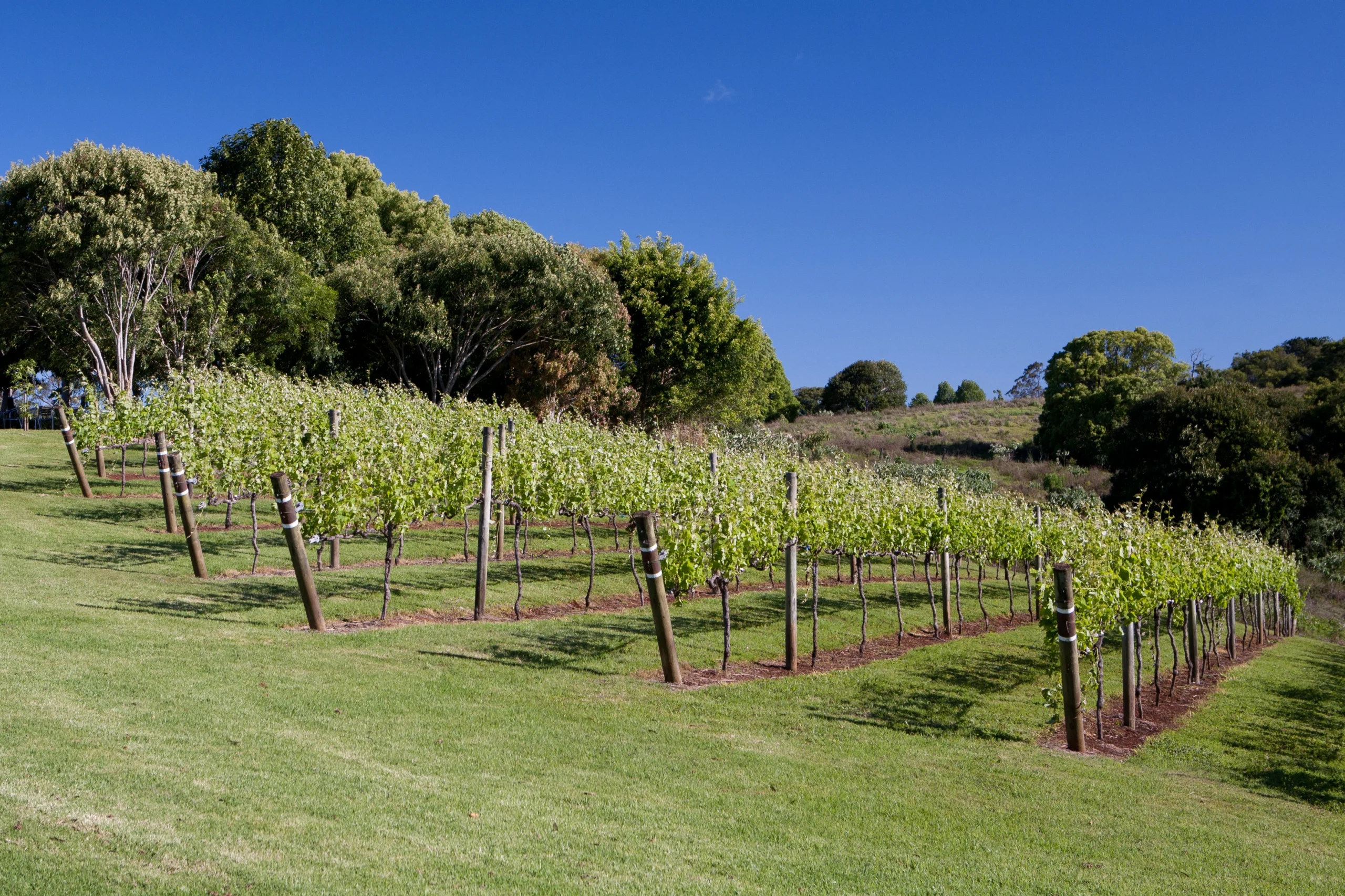 View of one of Australia's best wineries in the Granite Belt wine region in Queensland