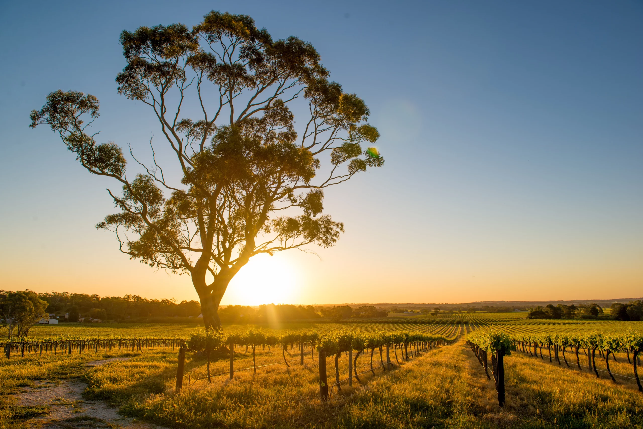 Golden sunset over vineyards in the Barossa Valley, South Australia, with rows of grapevines leading toward a large gum tree beneath a clear evening sky.