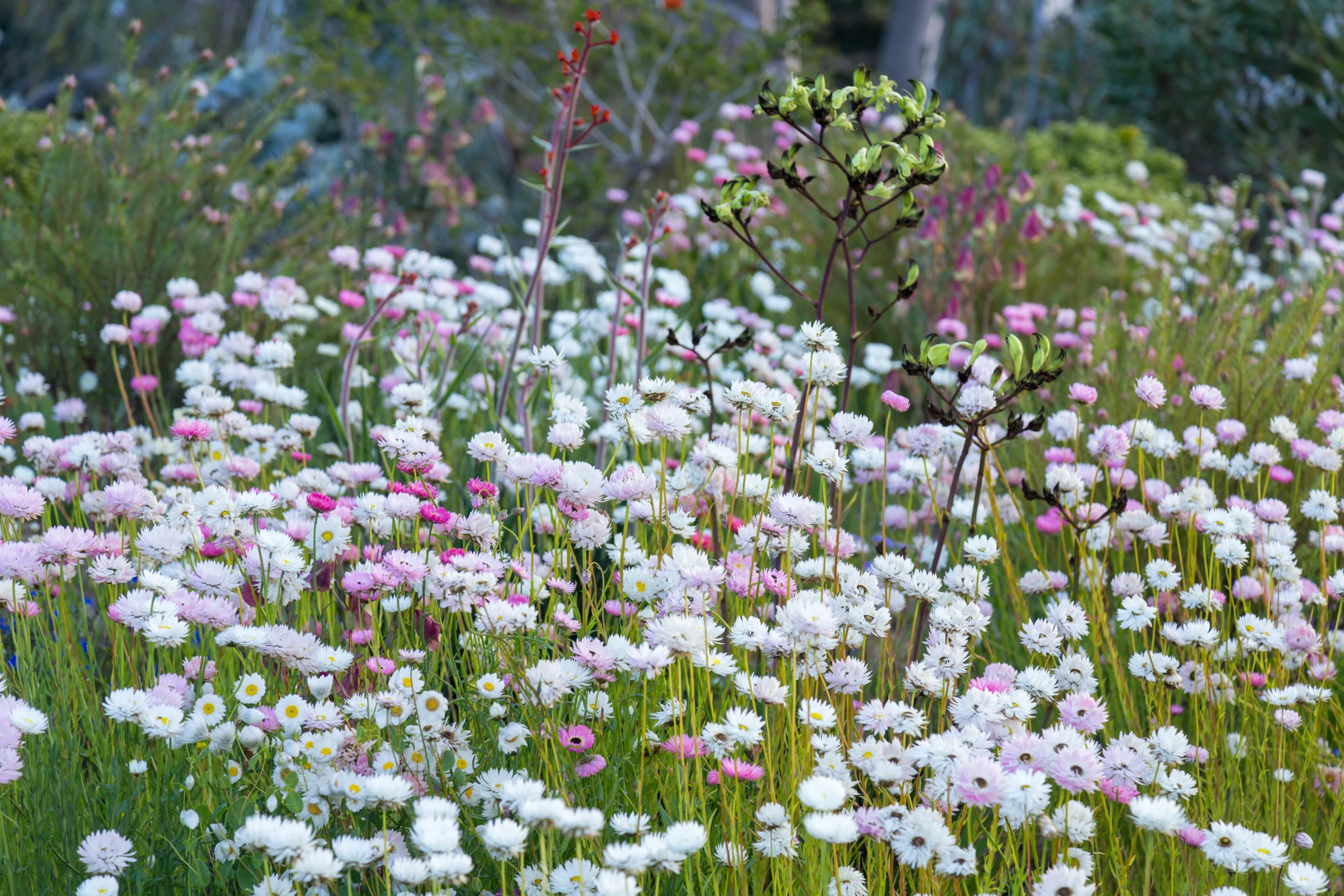 Field of pink and white wildflowers blooming across Avon Valley in Western Australia, with soft greenery and native plants in the background.