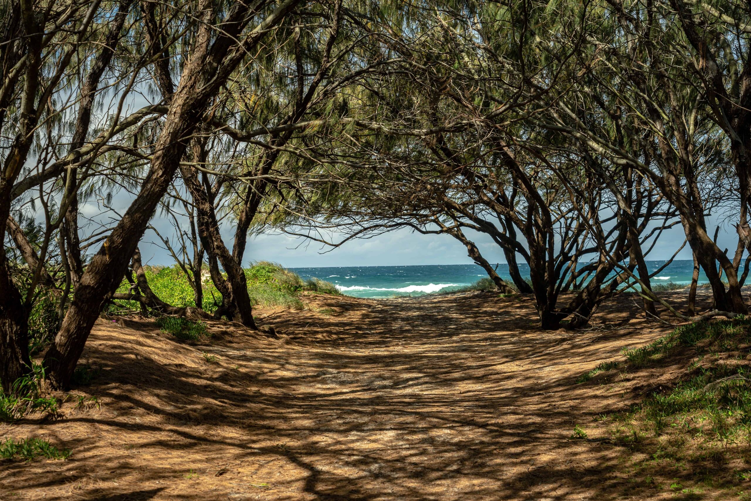 entrance to Gold Coast beach through a bush path