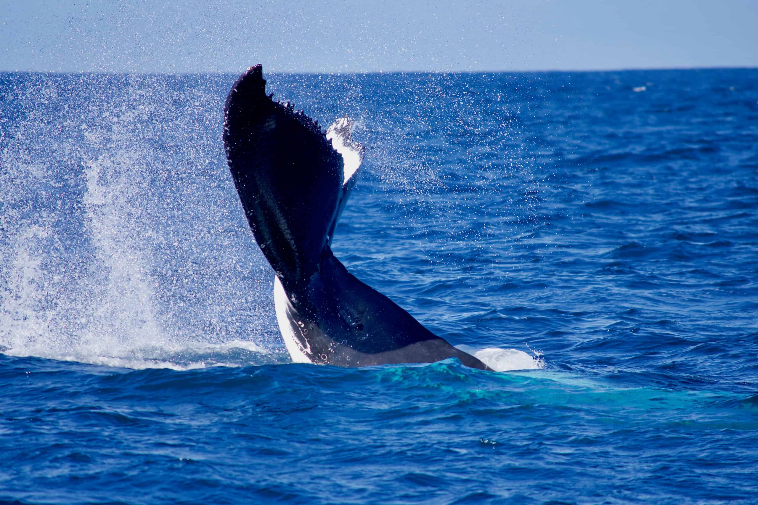 Tail of whale sticking out of the water at the Gold Coast
