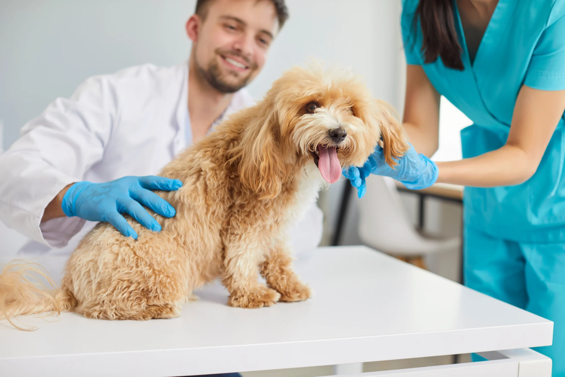 Small fluffy dog sitting on an exam table at a veterinary clinic while two veterinarians wearing gloves examine it.