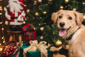 Presents for the dog