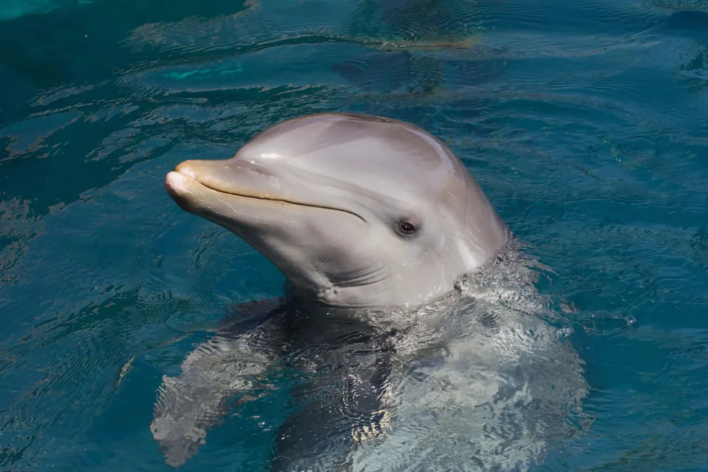 dolphin sticking head out of water | swoosh finance