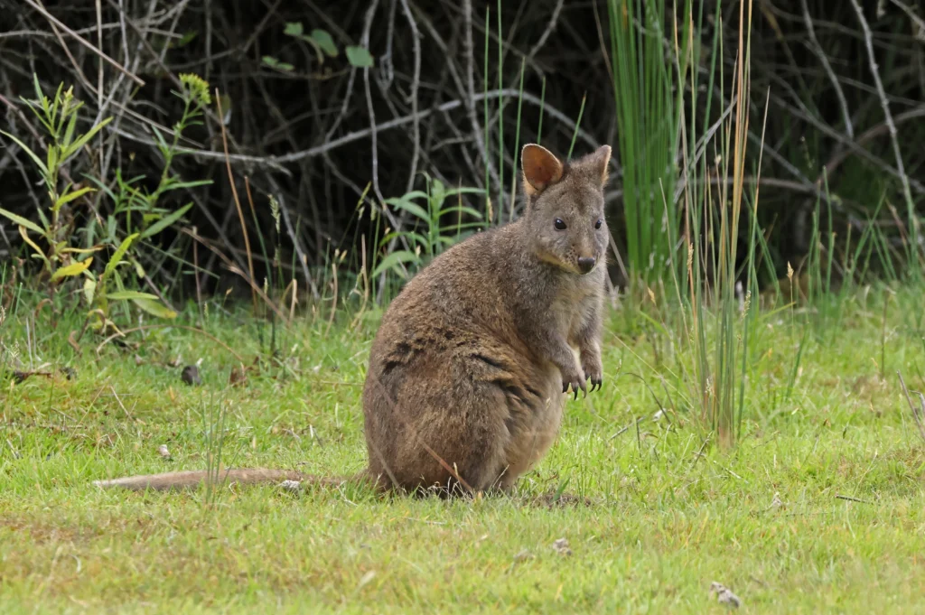 Wallaby standing in tall grass on Bruny Island, Tasmania, facing slightly to the right. The brown and grey animal is surrounded by green plants with a dense, twig-filled bushland background.