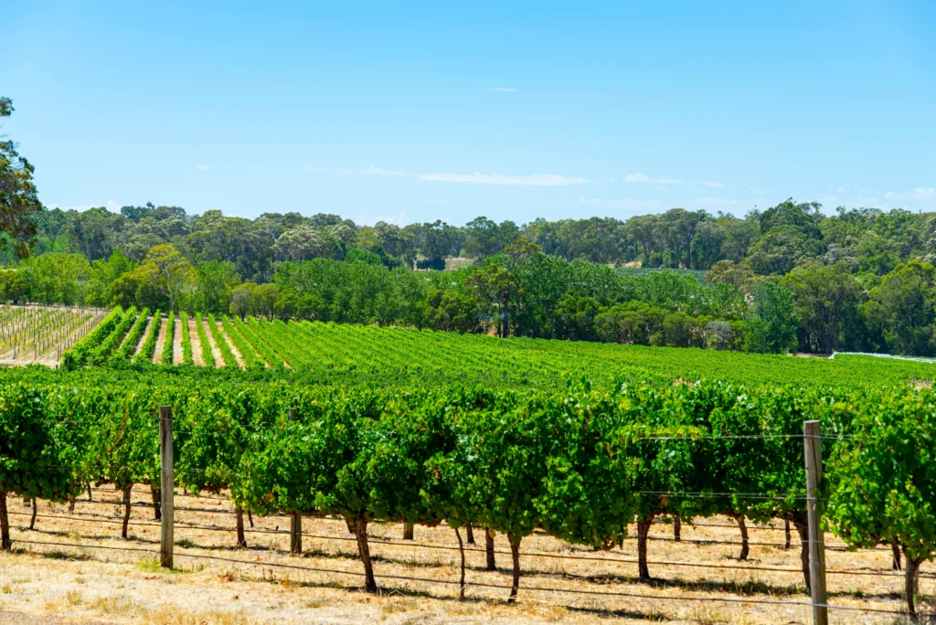 A vineyard in Margaret River, Western Australia, with rows of vibrant green grapevines under a blue sky, backed by a forest.