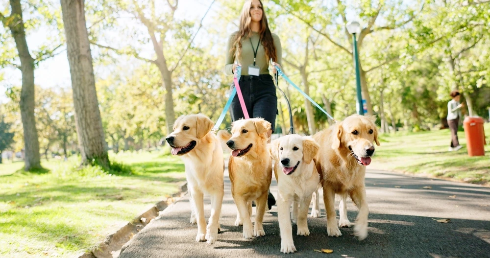 A girl walking four labrador dogs in the park on a winter day